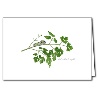 Black swallowtail caterpillar greeting card highlighting early butterfly life stages