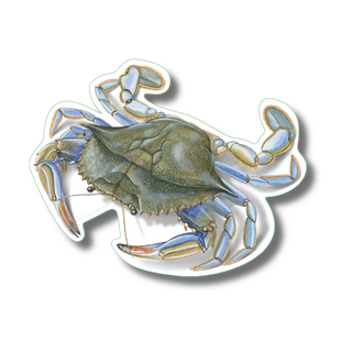 Blue crab stickers made in the USA highlighting a coastal marine species with vibrant colors