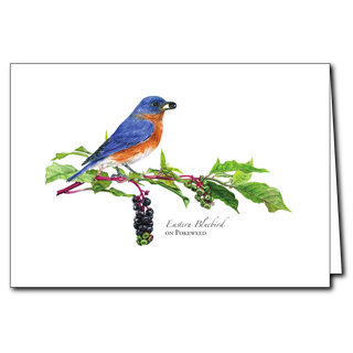 Celebrate nature with this Bluebird on Pokeweed greeting card. Species info on back 