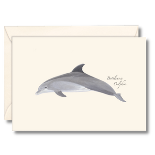 Bottlenose dolphin notecard showcasing playful marine life