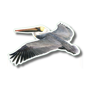 Brown pelican stickers on durable vinyl featuring a coastal seabird species