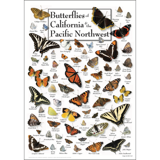 Beautiful Butterflies of California & Pacific Northwest Poster, museum-quality digital reproduction on premium stock, a perfect gift for nature lovers.