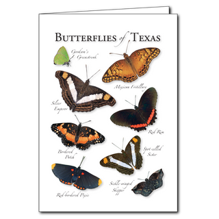 Texas butterflies greeting card celebrating native pollinators