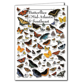 Mid-Atlantic and Southeast butterflies greeting card, blank inside and nature-inspired