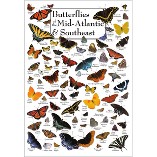 Vibrant Butterflies of the Mid-Atlantic & Southeast Poster, arrives safely in a sturdy 2" mailing tube, bringing nature to your home.