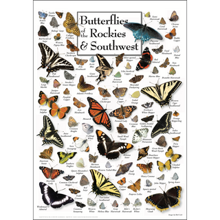 Vibrant Butterflies of the Rockies & Southwest Poster, proudly made in the USA for hobbyist naturalists, bringing nature to any space.