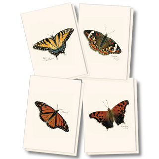 Butterfly notecard assortment celebrating color and motion
