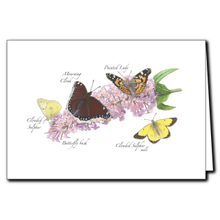 Butterfly bush greeting card showcasing a favorite plant for pollinators and gardens