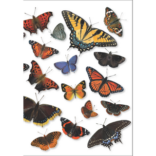 Butterfly wrap greeting card filled with colorful wing patterns, blank inside