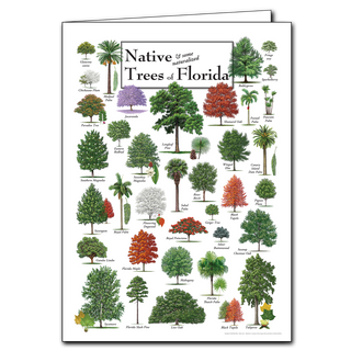 Native Trees of Florida - Poster Card image 0