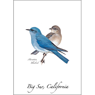 Mountain Bluebird image 0