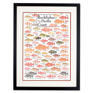 Rockfishes of Pacific Coast - Poster - Double matted black frame image