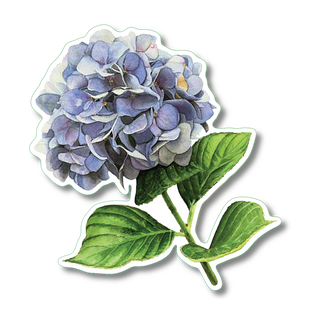 Hydrangea image 0