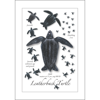 Leatherback Turtle Lifecycle<br>(namedrop unavailable) image 0