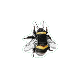 Buff-tailed Bumblebee image 1