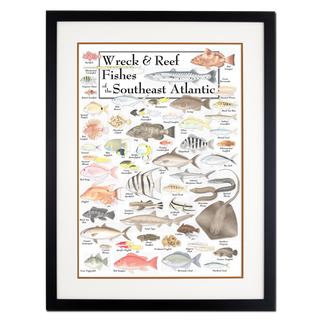 Wreck & Reef Fishes of the Southeast Atlantic Coast - Poster - Double matted black frame image