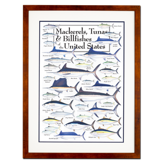Mackerels, Tunas, and Billfishes of the United States - Poster - Double matted honey frame image