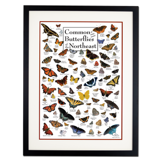 Common Butterflies of the Northeast - Poster - Double matted black frame image