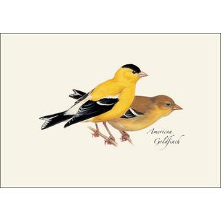 American Goldfinch image 1