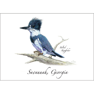 Belted Kingfisher II image 0