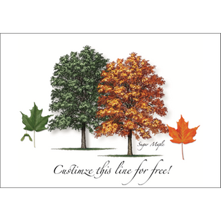 Sugar Maple image 0