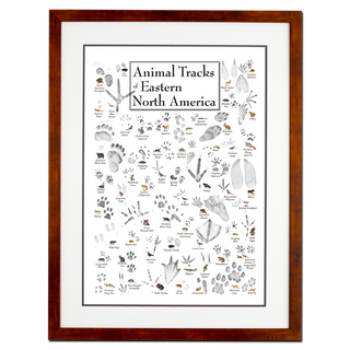 Animal Tracks of Eastern North America - Double matted honey frame image