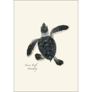 Sea Turtle Hatchling Assortment image 3