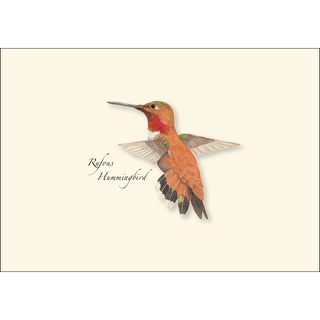 Western Hummingbird  Assortment image 4