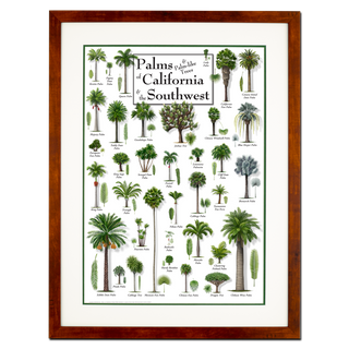 Palms of California & the Southwest - Poster - Double matted honey frame image
