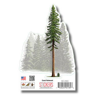 Coastal Redwood image 1