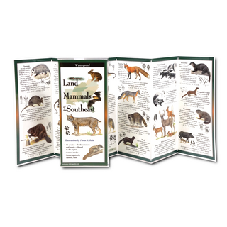 Land Mammals of the Southeast image 1
