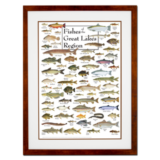 Fishes of the Great Lakes Region - Poster - Double matted honey frame image