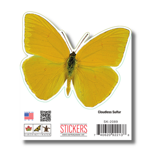 Cloudless Sulphur Butterfly image 1