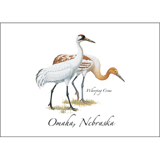 Whooping Cranes image 0