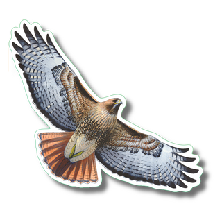 Red-Tailed Hawk image 0