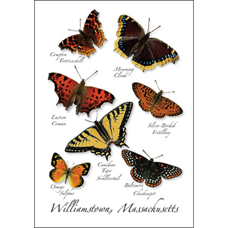New England Butterfly I image 0