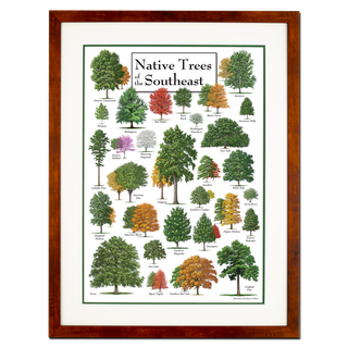 Native Trees of the Southeast - Poster - Double matted honey frame image