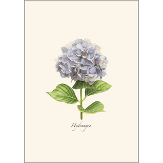 Hydrangea image 1