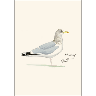 Herring Gull image 1