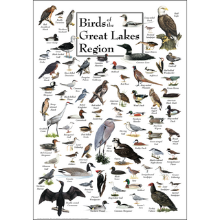 Birds of the Great Lakes Region - Poster image 0