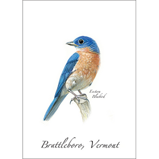 Eastern Bluebird II image 0