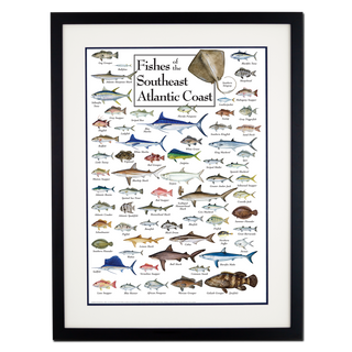 Fishes of the Southeast Atlantic Coast - Poster - Double matted black frame image