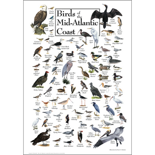 Birds of the Mid-Atlantic Coast - Poster image 0