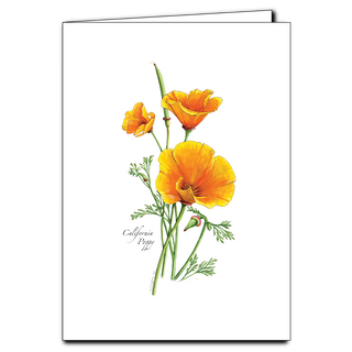 California poppy greeting card highlighting the state flower’s vibrant orange blooms