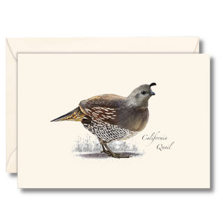 California quail notecard highlighting a familiar western bird, made in the USA