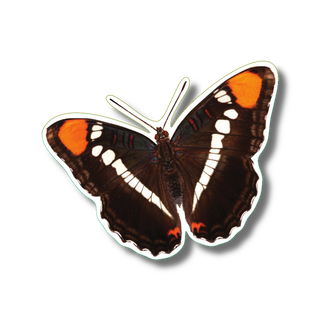 California Sister butterfly stickers on durable vinyl showing a vibrant species from the western U.S.
