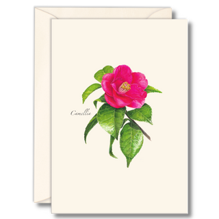 Camellia notecard featuring classic evergreen blooms, created by expert illustrators