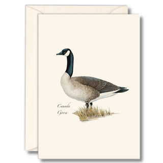 Canada goose notecard featuring a familiar migratory bird