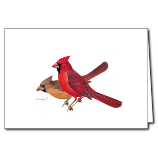 Cardinal greeting card highlighting a bright backyard favorite, made in the USA on recyclable paper