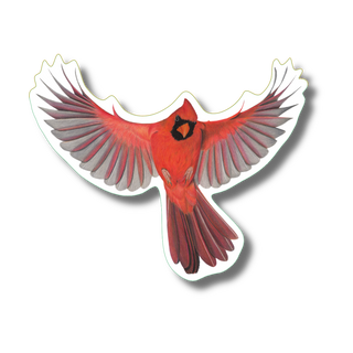 Cardinal in flight stickers featuring a North American songbird on durable vinyl